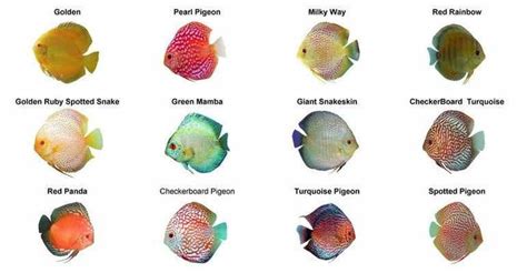 Image result for Discus Fish for Beginners