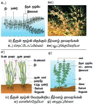 சூழ்நிலையியல் தக அமைவுகள் - தாவரச் சூழ்நிலையியல் | Ecological ...
