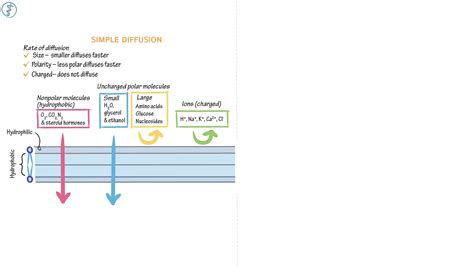 Cell Biology: Simple Diffusion | ditki medical & biological sciences