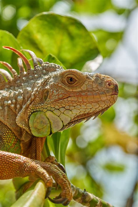 Types of Iguanas | Iguana, Crooked tree wildlife sanctuary, Reptiles
