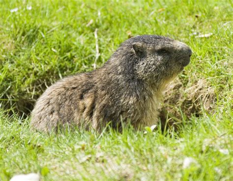 What Do Groundhogs Eat? | Catseye Pest Control