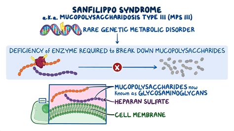 Sanfilippo syndrome: Video & Causes | Osmosis