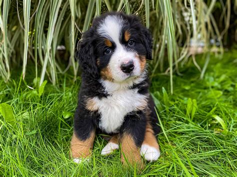 Bernese Mountain Dog – Puppies from PA