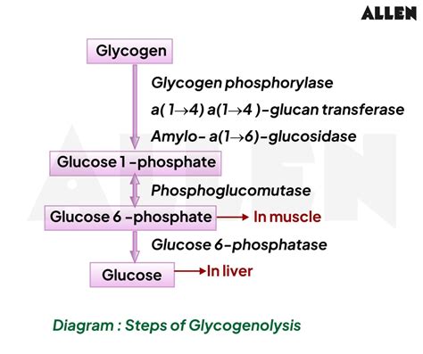 Glycogen Breakdown Pathway