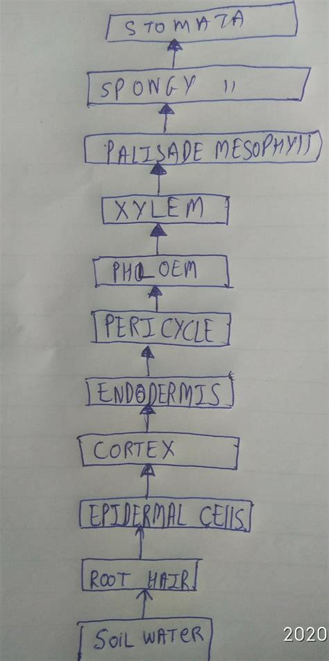 Prepare a flow chart showing from water absorption by roots to ...