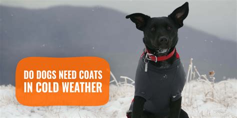 Do Dogs Need Coats in Cold Weather - Fur, Breeds & Temperatures
