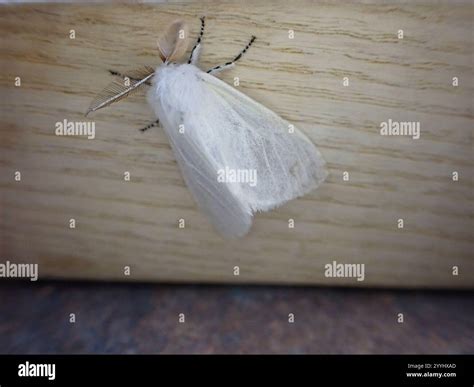 White Satin Moth (Leucoma salicis Stock Photo - Alamy