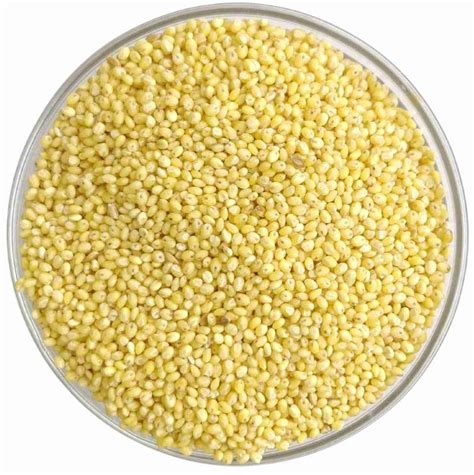 Proso Millet Seeds manufacturer | Shree Nakoda Industries