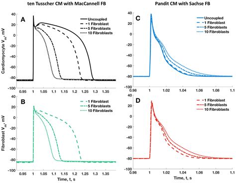 Modeling Fibroblast–Cardiomyocyte Interactions: Unveiling the Role of ...