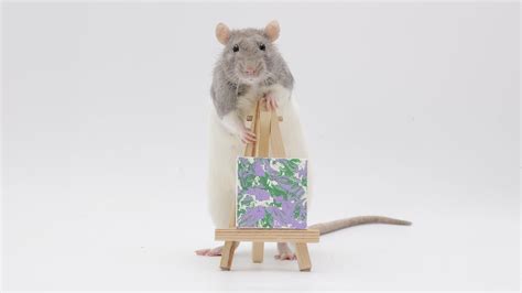 This weeks mini ratty paw paintings by my incredible pet rats! : r/Animals