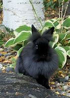 Image result for Dwarf Lionhead Baby Bunny