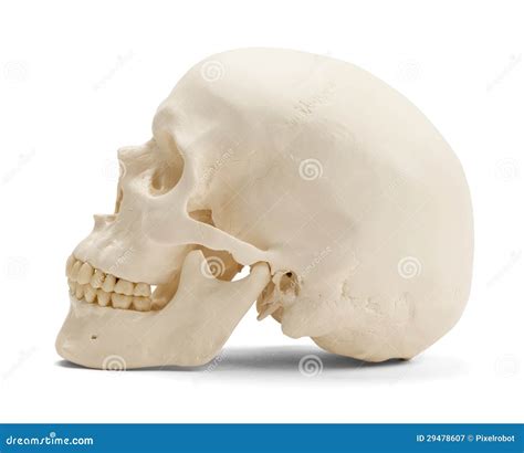 Human Skull Side View stock image. Image of plastic, front - 29478607
