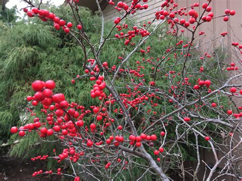 9+ Native Plants for Winter Interest in Ohio & Kentucky — Our Land ...
