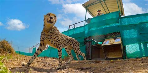 Welcome Cheetahs to India | MyGov.in