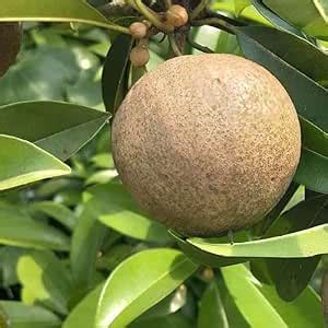 ARIYA Chikoo (Chiku) or Sapota Hybrid Grafted Variety Tree Chikoo Live ...
