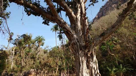 In east Rajasthan, a river comes to the people