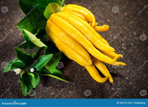 Buddha Hand Citrus Fruit. Yellow Organic Fingered Citron, Buddha S Hand ...