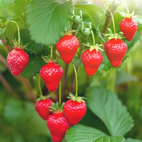 Best Strawberry Plant To Grow In Pots at Mary Lloyd blog