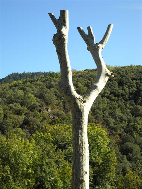 Image result for Pollarding