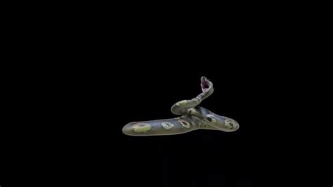 Image result for Python Snake Attack