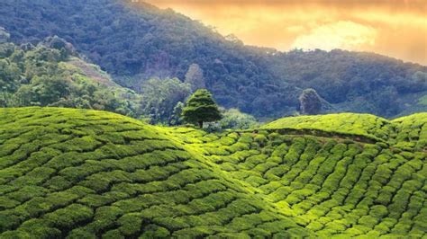 Darjeeling, jardines de té con vistas al Kanchenjunga