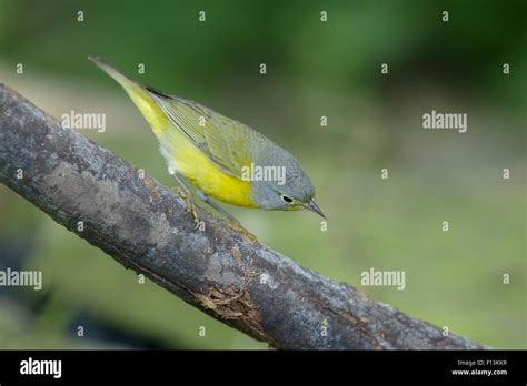 Image result for Contour Color Code
