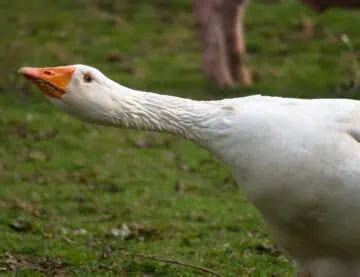 Python vs Goose 的图像结果