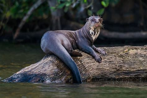 Giant River Otter Size Giant Otter | Chester Zoo Animals