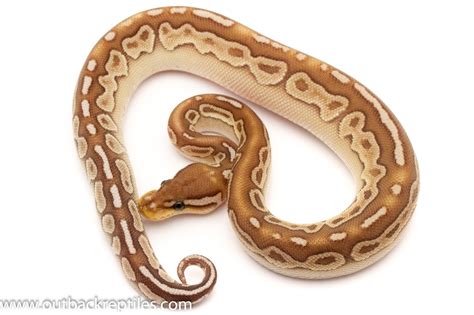 Image result for Red Ball Python