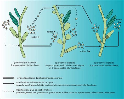 Ectocarpus : cycles de reproduction - Média - Encyclopédie Universalis