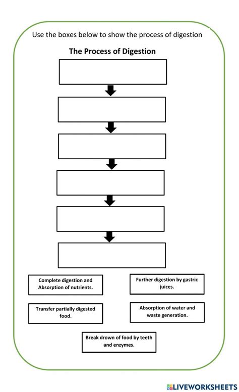 Digestive System Process Step by Step 的图像结果