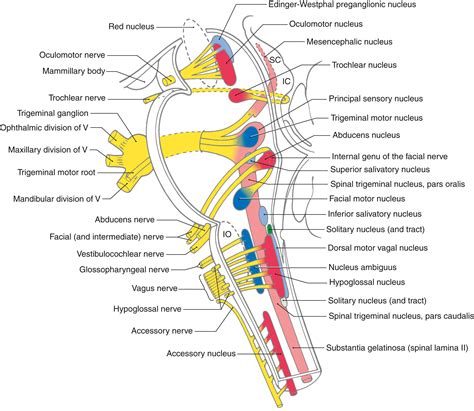 A Synopsis of Cranial Nerves of the Brainstem - Clinical Tree