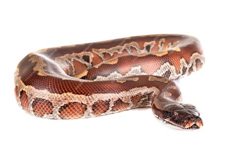 Python Brongersmai Care 的图像结果