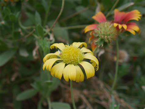 Panasonic Lumix G7 Mirrorless Camera Review : The Video-centric Budget ...