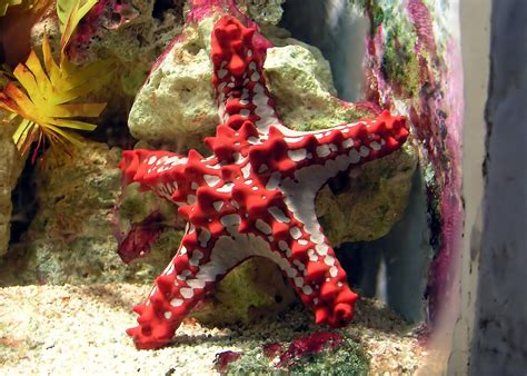 Namibia Reservations: 10 Facts About Starfish