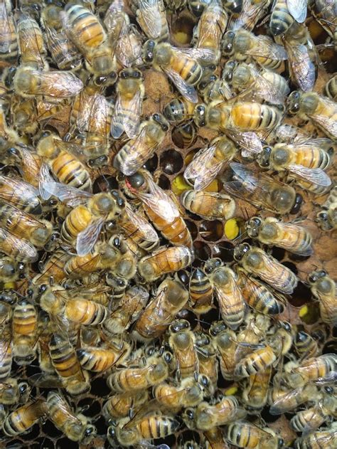 Image result for Basic Beekeeping Course
