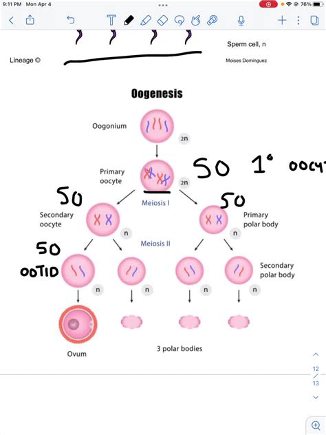 SOLVED:Each fertilized egg cell (zygote) divides 30 times to produce all the eggs that a female ...