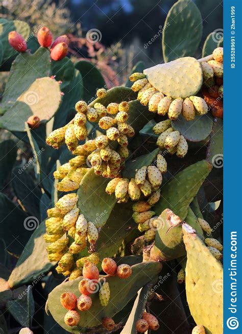 Pera Espinhal Opuntia Ficus Indica Com Frutos Maduros Amarelos E Cor-de ...