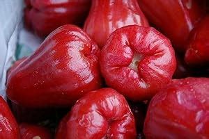 Creative Farmer Enjoy The Sweet Rewards Of Rare Dwarf Red Water Apple ...