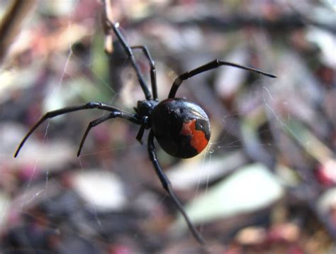 Exploring Australia Safely: Understanding Its Dangerous Wildlife