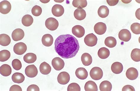 Image result for Monocyte