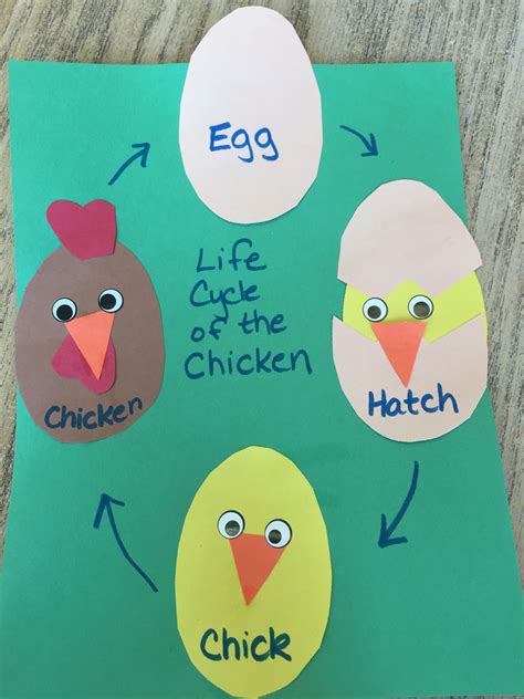 Life Cycle Of A Chicken Explained - Printable Free Templates