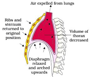 Mechanism of Breathing and Exchange of Gases - Science and Technology ...