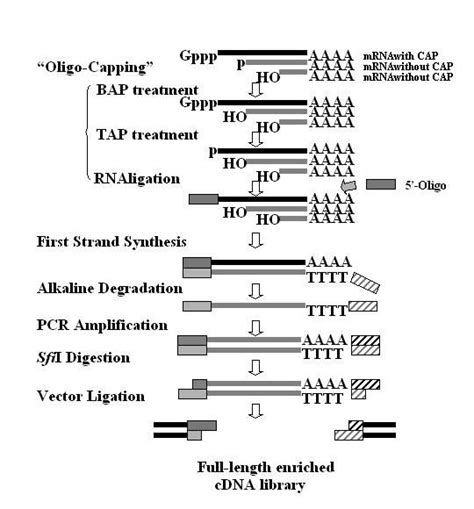 cDNA Library Definition 的图像结果