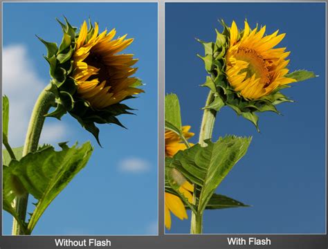 Image result for Fill Flash