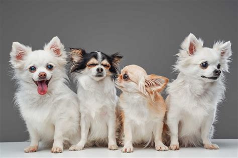 34 Chihuahua Colors Explained (With Pictures)