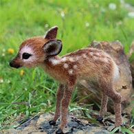 Image result for Animales Adorables