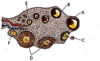 In the given T.S. of human ovary identify A to F and select the correct ...