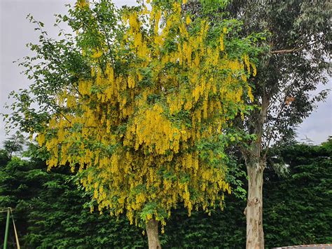 Image result for Pruning a Laburnum Tree