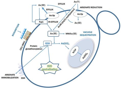 Interactions with Arsenic: Mechanisms of Toxicity and Cellular ...